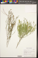 Parryella filifolia image