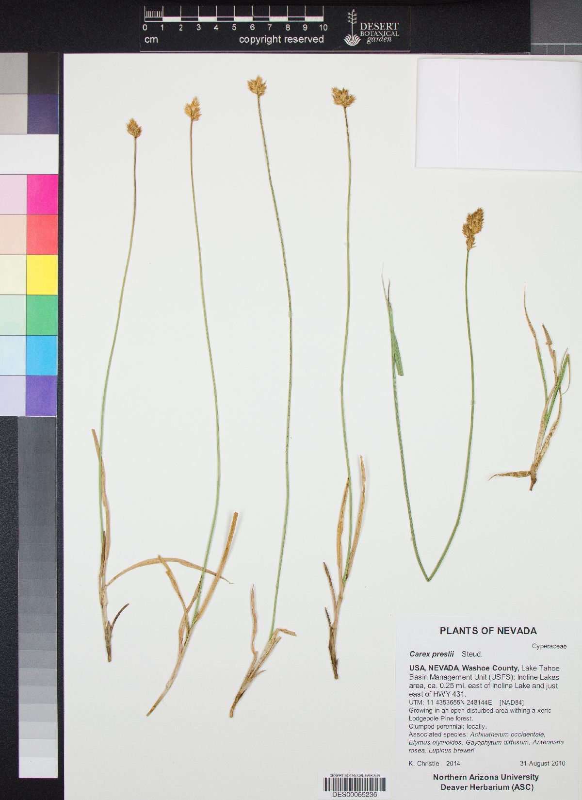 Carex preslii image