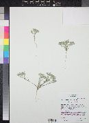 Eriastrum diffusum image