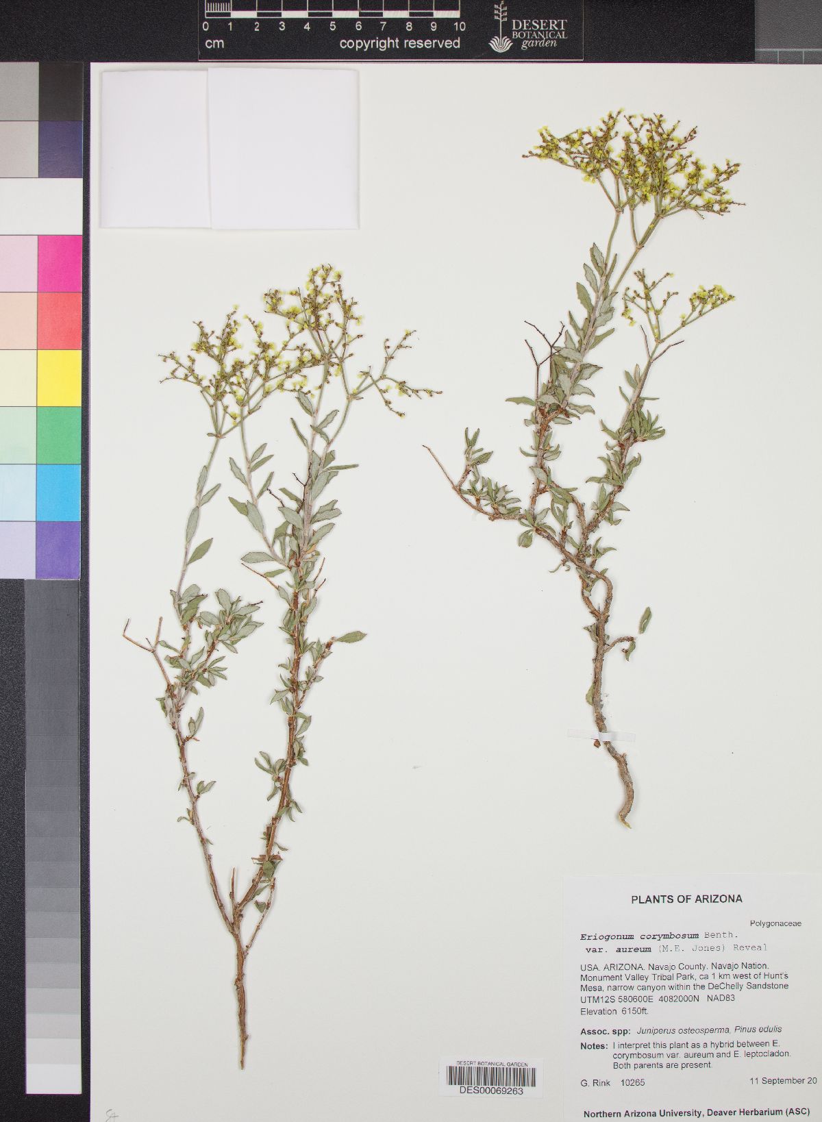 Eriogonum corymbosum var. aureum image