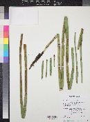 Equisetum × ferrissii image