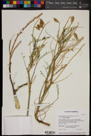 Astragalus praelongus var. praelongus image