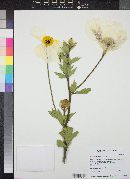 Romneya coulteri image