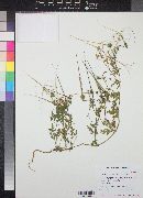 Erodium botrys image