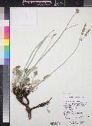 Eriogonum racemosum image