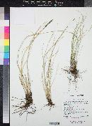 Muhlenbergia wrightii image