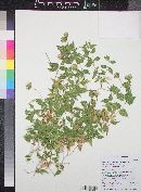 Brickellia atractyloides var. atractyloides image