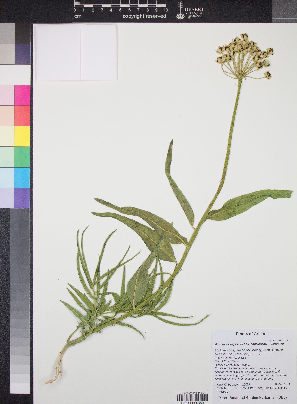 Asclepias asperula subsp. capricornu image