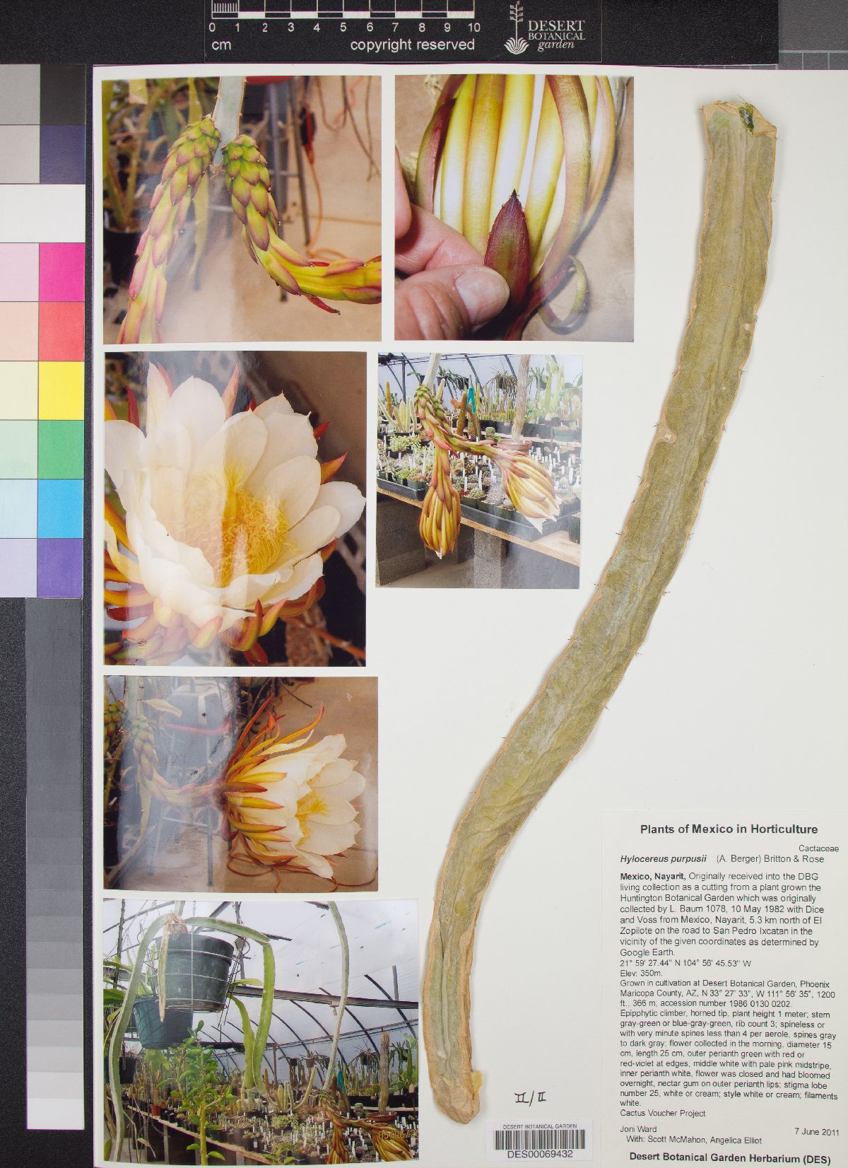 Hylocereus purpusii image