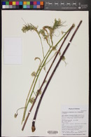 Thelypodium integrifolium image