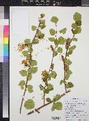 Betula occidentalis image