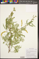 Prosopis glandulosa image