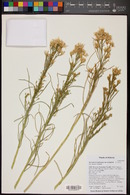 Ericameria nauseosa var. oreophila image