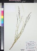 Muhlenbergia pauciflora image