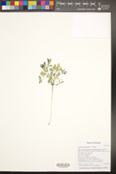 Lupinus brevicaulis image