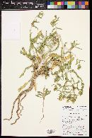 Mentzelia cronquistii image