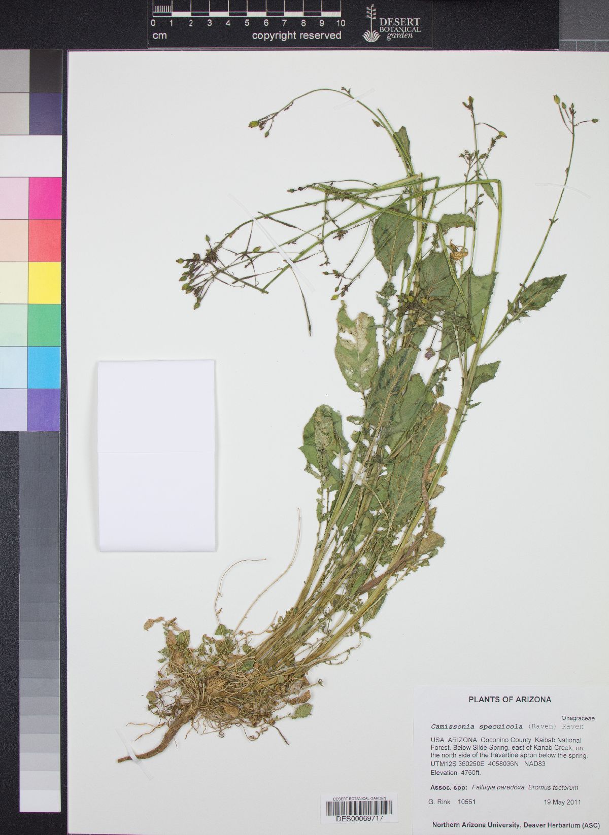 Camissonia specuicola image