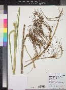Cladium californicum image