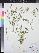 Mentzelia albicaulis image