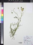 Senecio flaccidus image