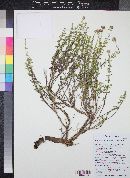 Monardella odoratissima subsp. odoratissima image