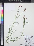 Lobelia cardinalis subsp. graminea image