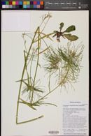 Thelypodium integrifolium subsp. longicarpum image