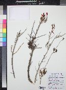 Xylonagra arborea image
