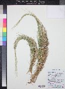 Muhlenbergia curtifolia image