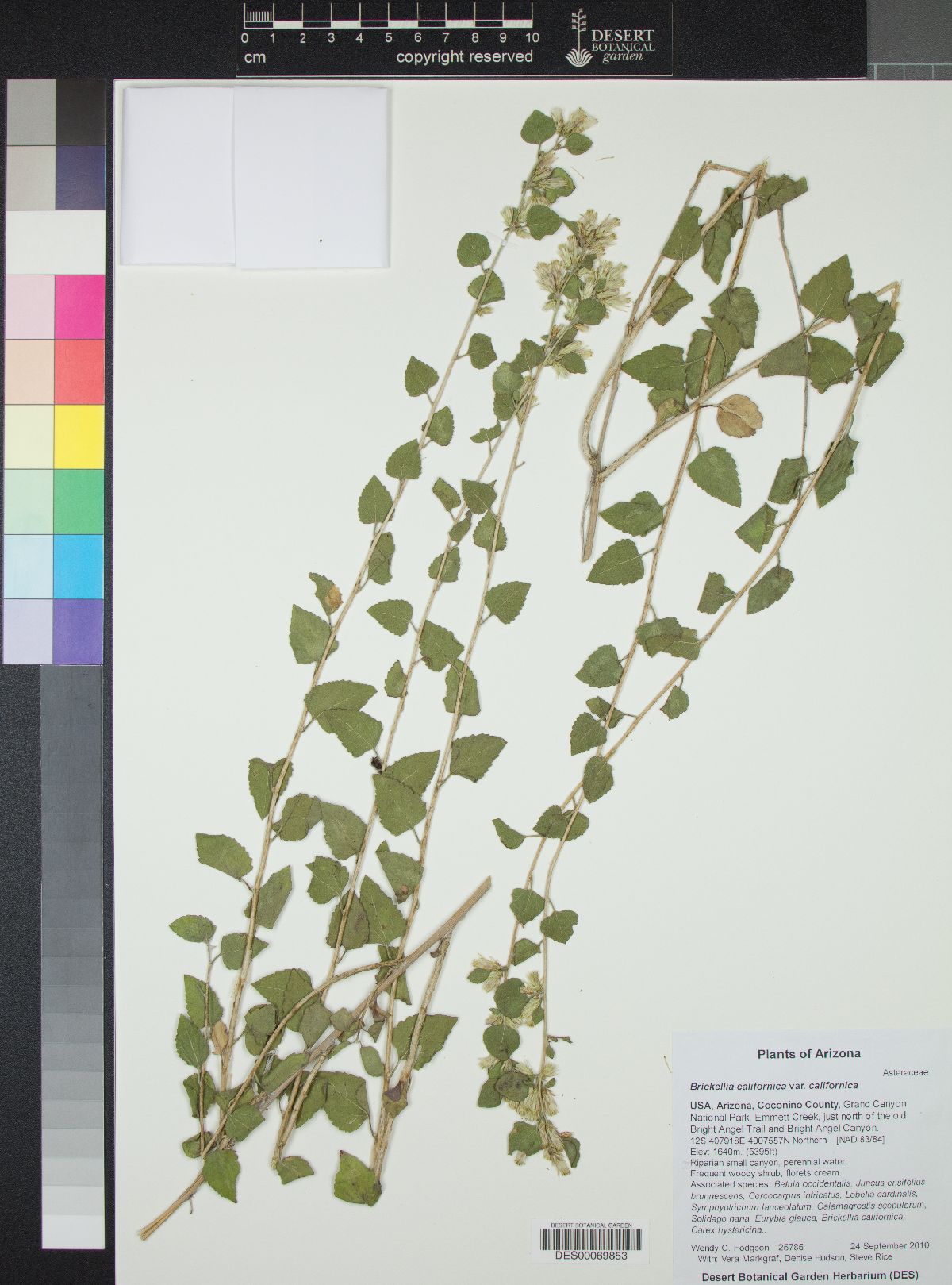 Brickellia californica var. californica image