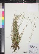 Carex curatorum image