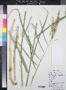 Phragmites australis image