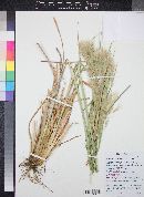 Andropogon glomeratus image