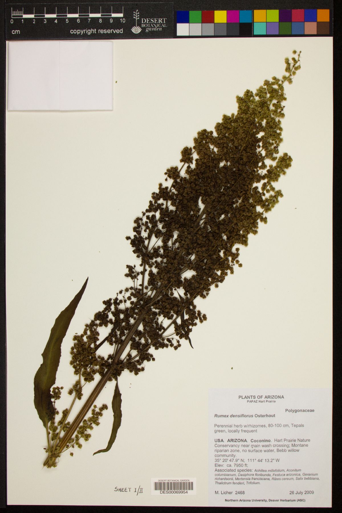 Rumex densiflorus image