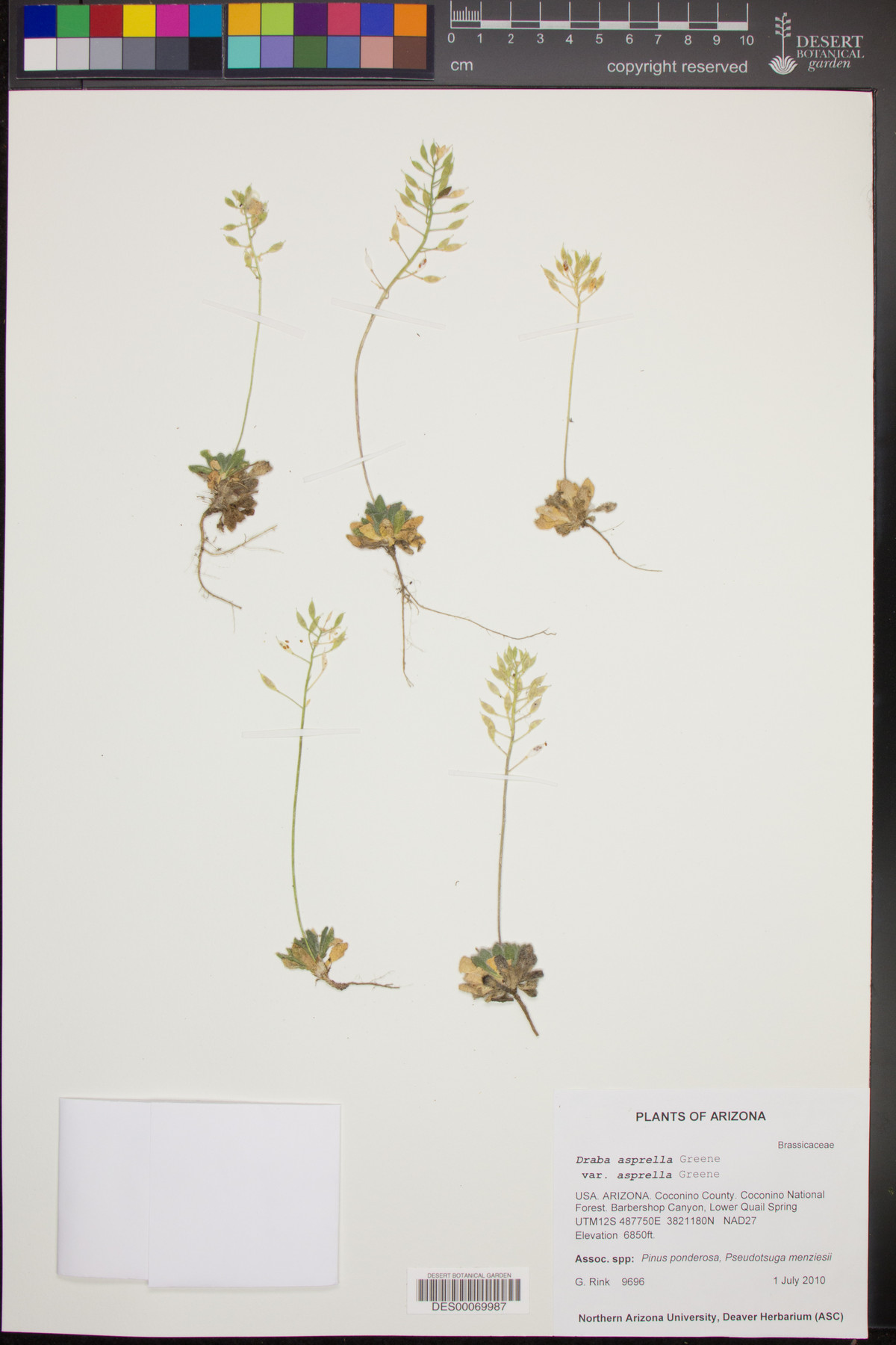 Draba asprella var. asprella image