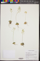 Draba asprella var. asprella image