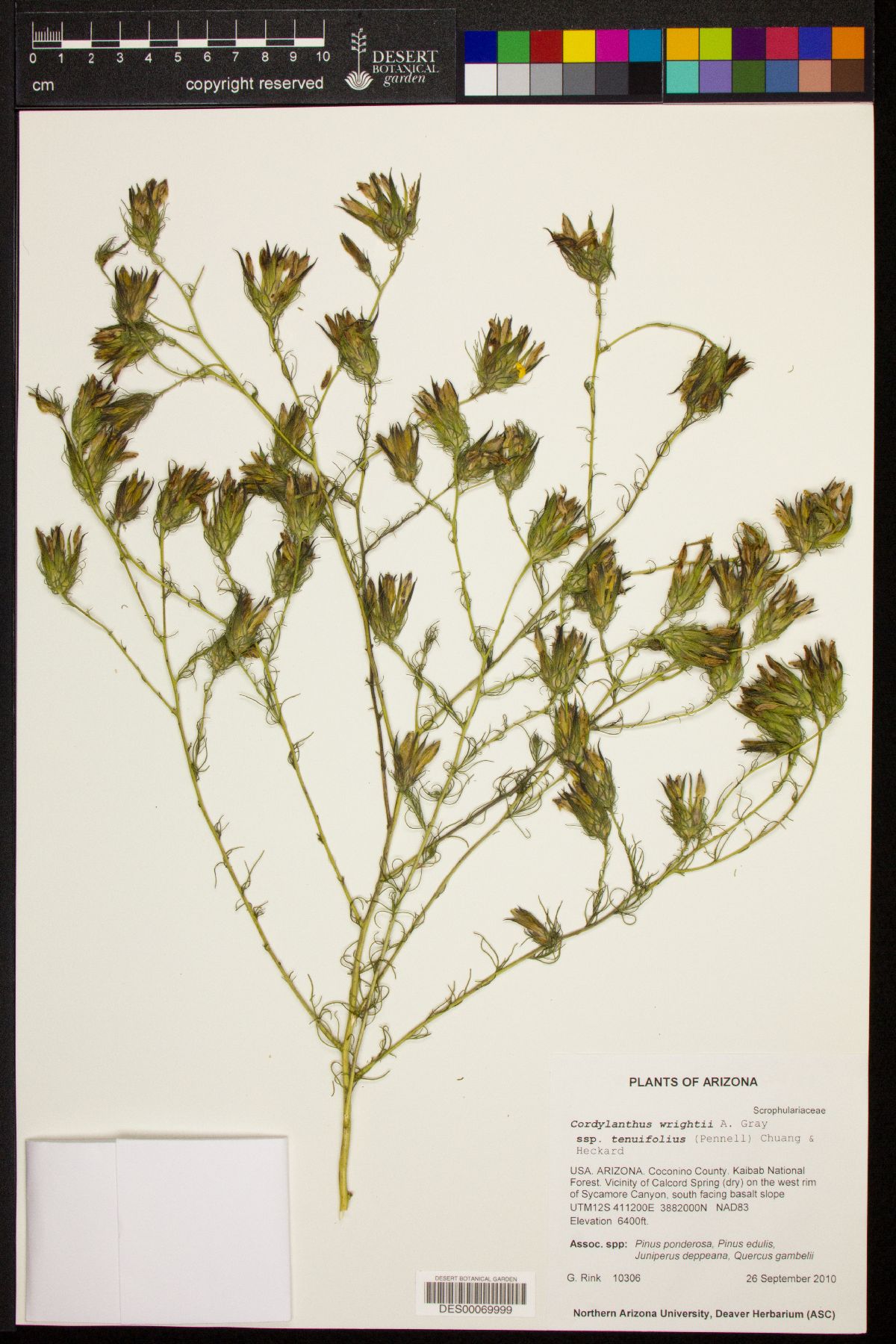 Cordylanthus wrightii subsp. tenuifolius image