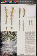 Cylindropuntia x neoarbuscula image