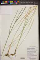 Thinopyrum intermedium subsp. intermedium image