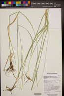 Thinopyrum intermedium subsp. barbulatum image