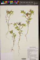 Collomia linearis image