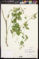 Scrophularia parviflora image