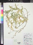Astragalus lentiginosus var. oropedii image