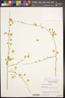 Parkinsonia florida image