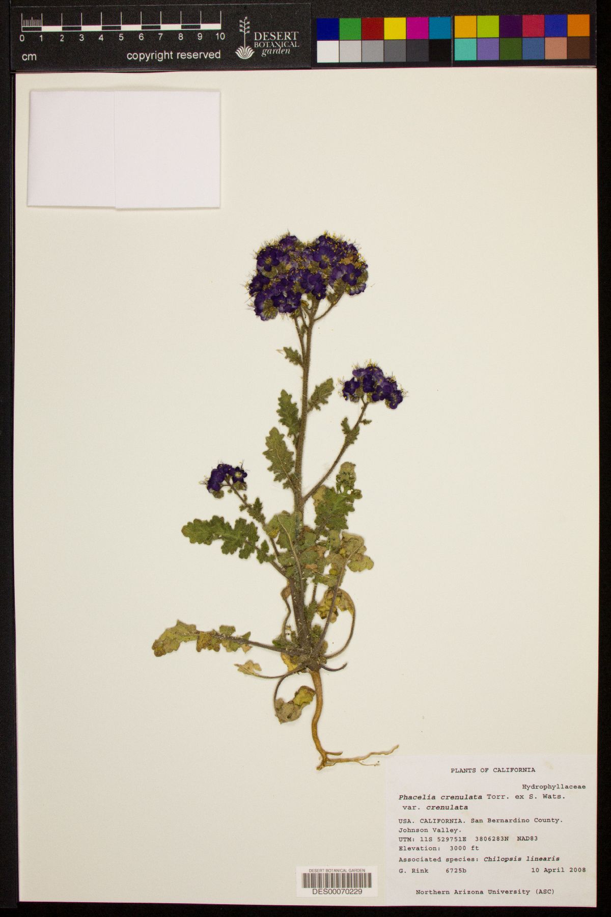 Phacelia crenulata var. crenulata image