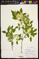 Ptelea trifoliata subsp. angustifolia image