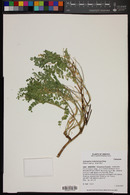 Astragalus subcinereus image