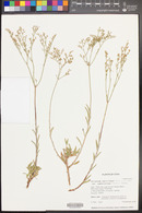 Eriogonum leptocladon image