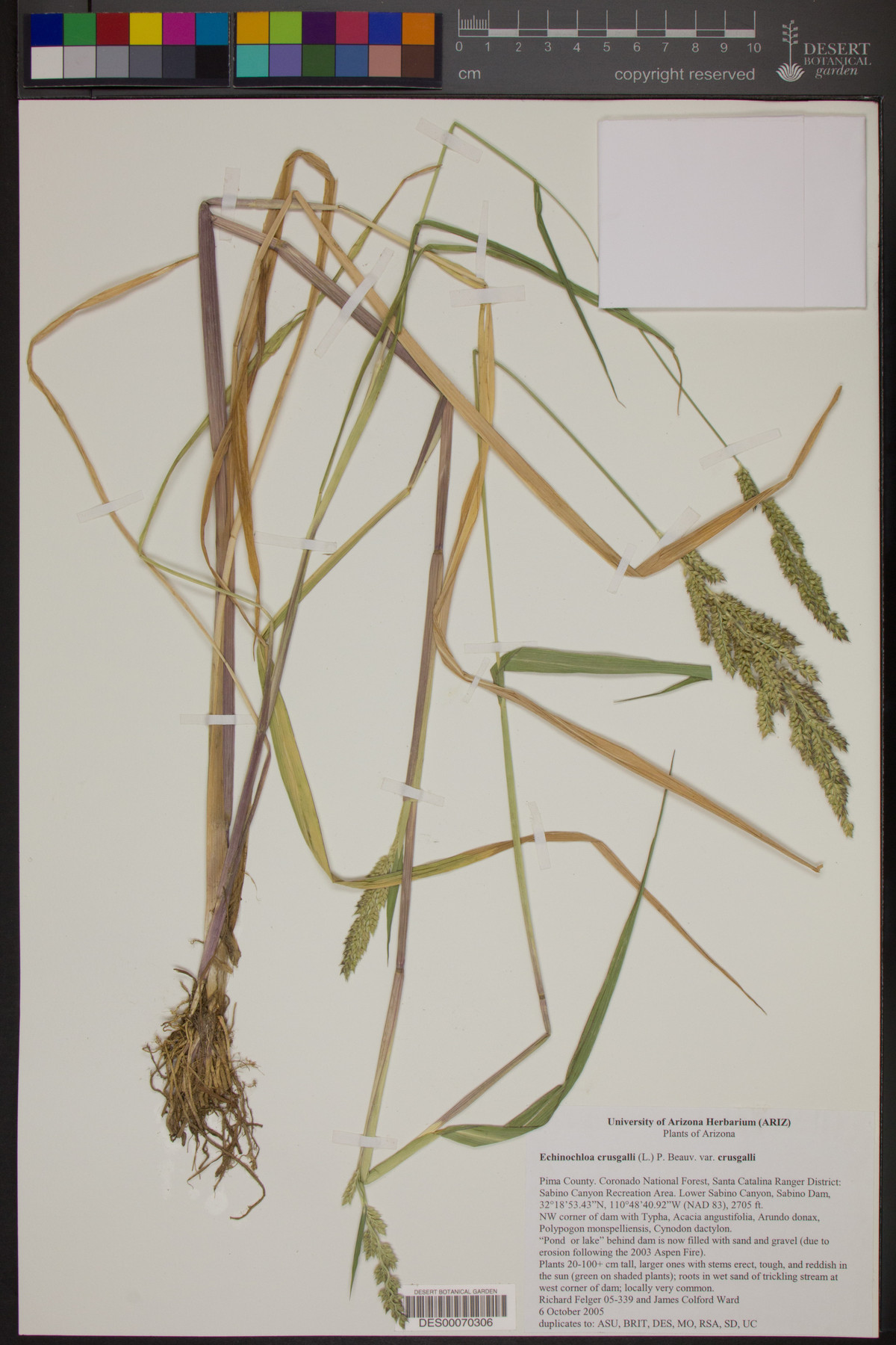 Echinochloa crus-galli var. crus-galli image