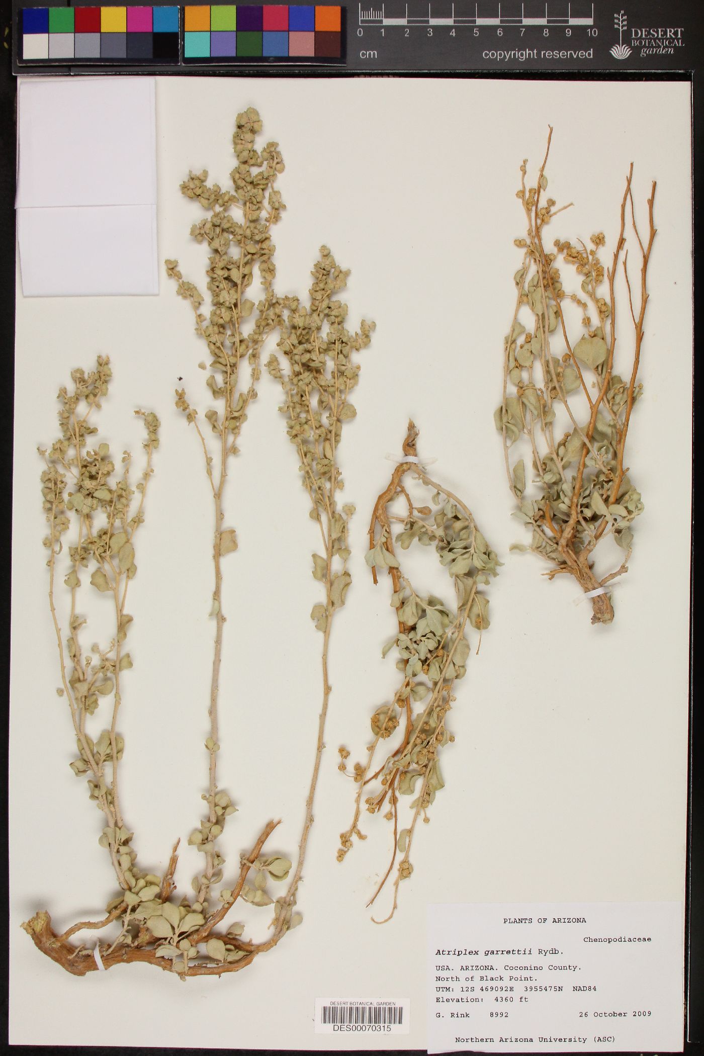 Atriplex garrettii image